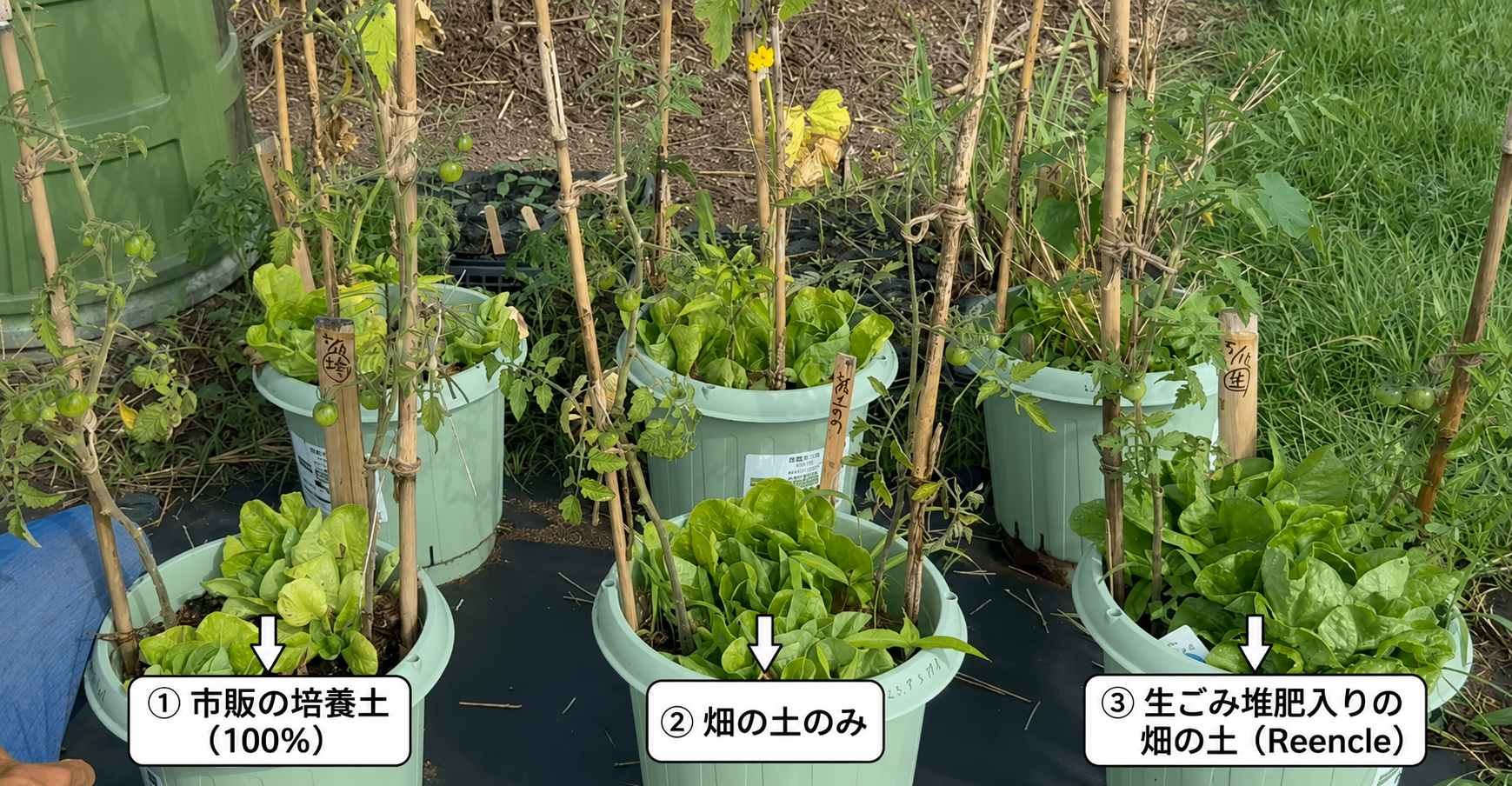 リンクルの生ごみ堆肥は 夏野菜に使えるのか？